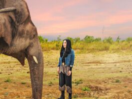 Cher world’s loneliest elephant