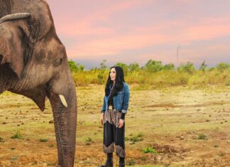 Cher saved the “world’s loneliest” elephant because of her Twitter followers Cher world’s loneliest elephant