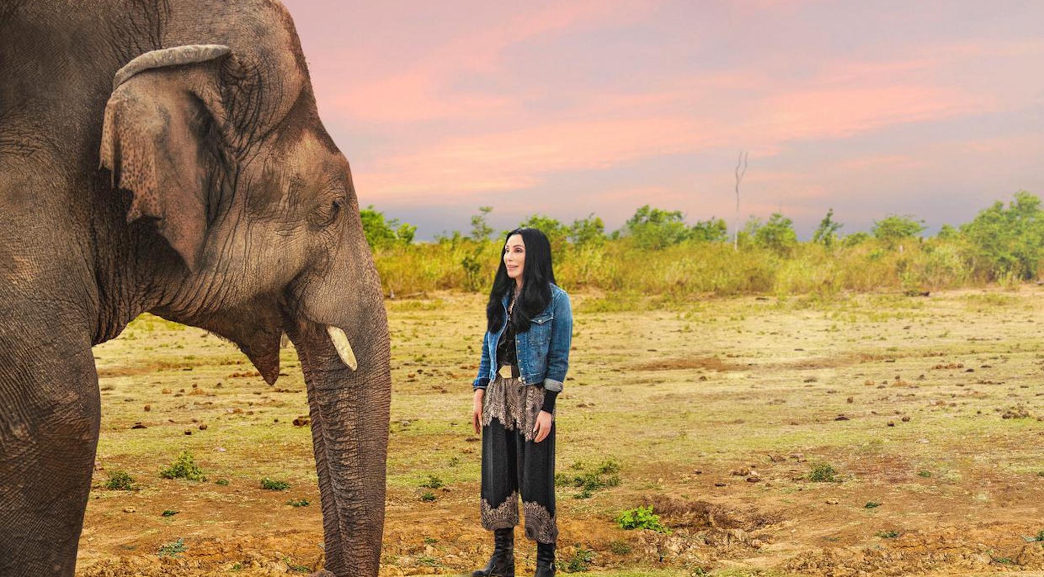 Cher world’s loneliest elephant