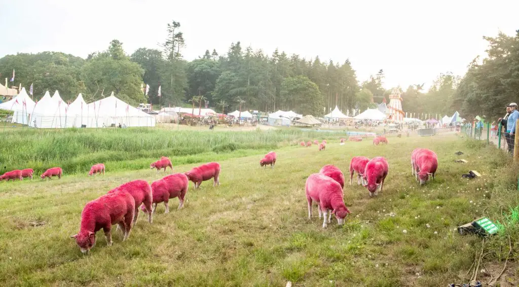 Latitude Festival pink sheep